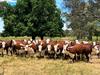 NSW grazing farm to fetch about $30m