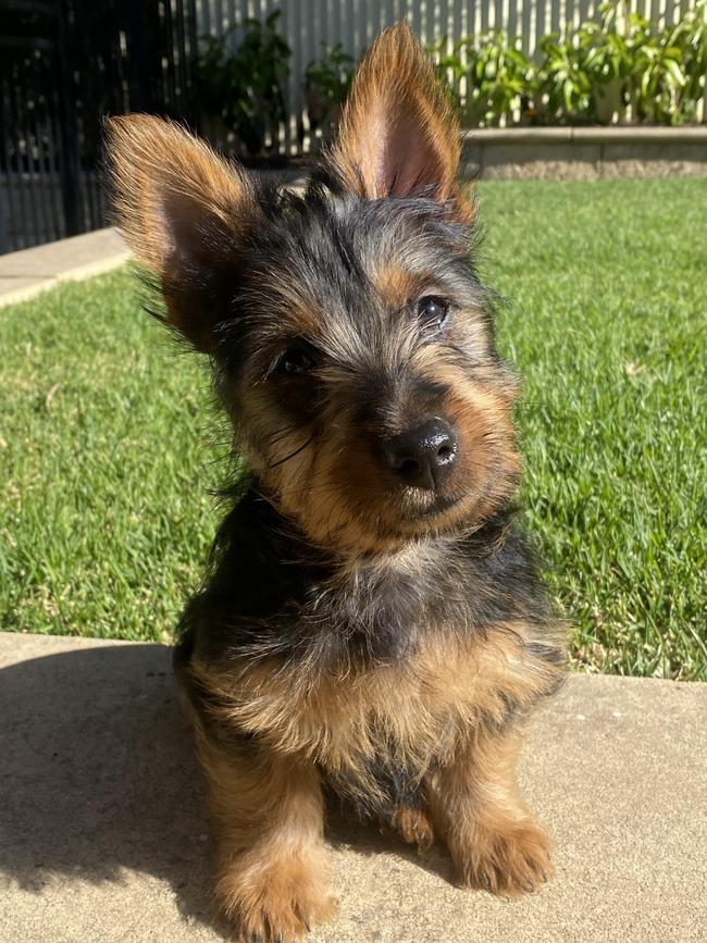 Ned, sent in by Ruby Stewart, Blackwood.