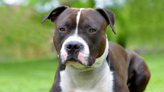 American staffordshire terrier or amstaff or stafford. Portrait of a dog lying on the grass.