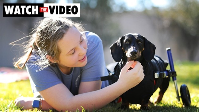 Chip the paralysed dachshund has found a home