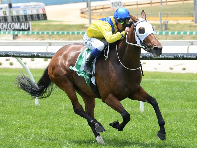 Safeeya ridden by Michael Walker wins the AFC - Peter & Lavella Darose Maiden Plate at Cranbourne Racecourse on December 13, 2020 in Cranbourne, Australia. (Ross Holburt/Racing Photos via Getty Images)