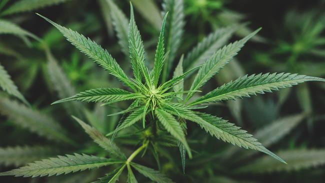 generic cannabis. PIcture: Istock