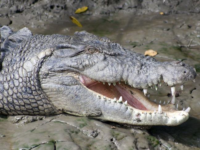 Watch: Video of possible crocodile at Coonarr Beach