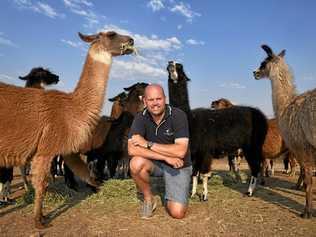 LLAMA FARMER: Shane Hancock, alongside partner Darren, runs The Llama Farm from their Pine Mountain property. The couple have opened their farm up to the public. Picture: Rob Williams