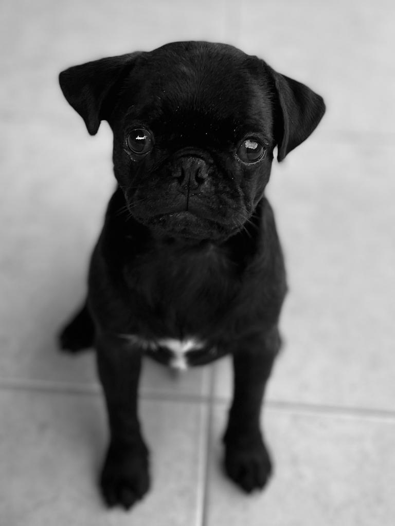 Benny Shabbir – Benny is an adorable black pug. He’s such a beautiful natured, sweet boy, who’ll do just about anything for a snack.