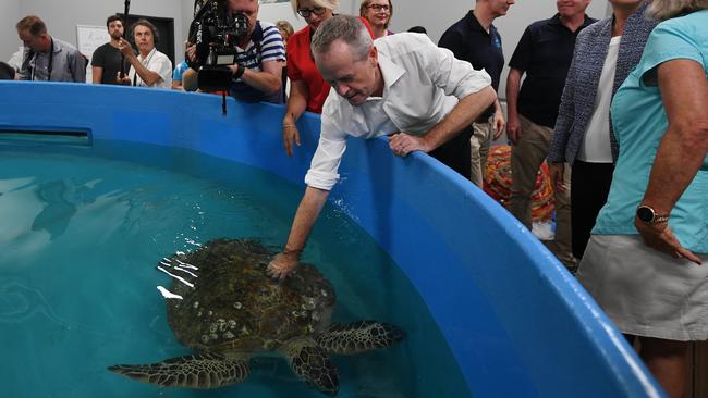 Australian Opposition Leader Bill Shorten touches a turtle during a tour of the Cairns Aquarium. PICTURE: AAP IMAGE/LUKAS KOCH