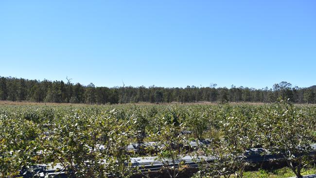 Mountain Blue River Run blueberry farm near Tabulam.