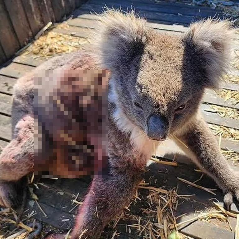 Many koalas have been injured or killed in the process. Picture: Supplied