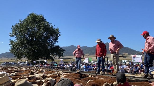 Buyers gather at the rail during the mountain calf sales. Picture: Fiona Myers