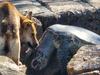 Distressing scenes after mass stranding of sea turtles