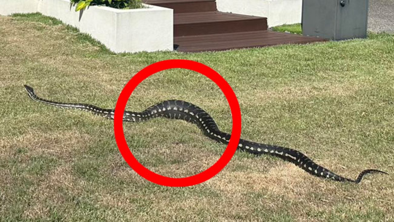 The large python was spotted with an unusually big lump. Picture: Snake Catchers Brisbane &amp; Gold CoastSnake Catchers Brisbane &amp; Gold Coast/Facebook