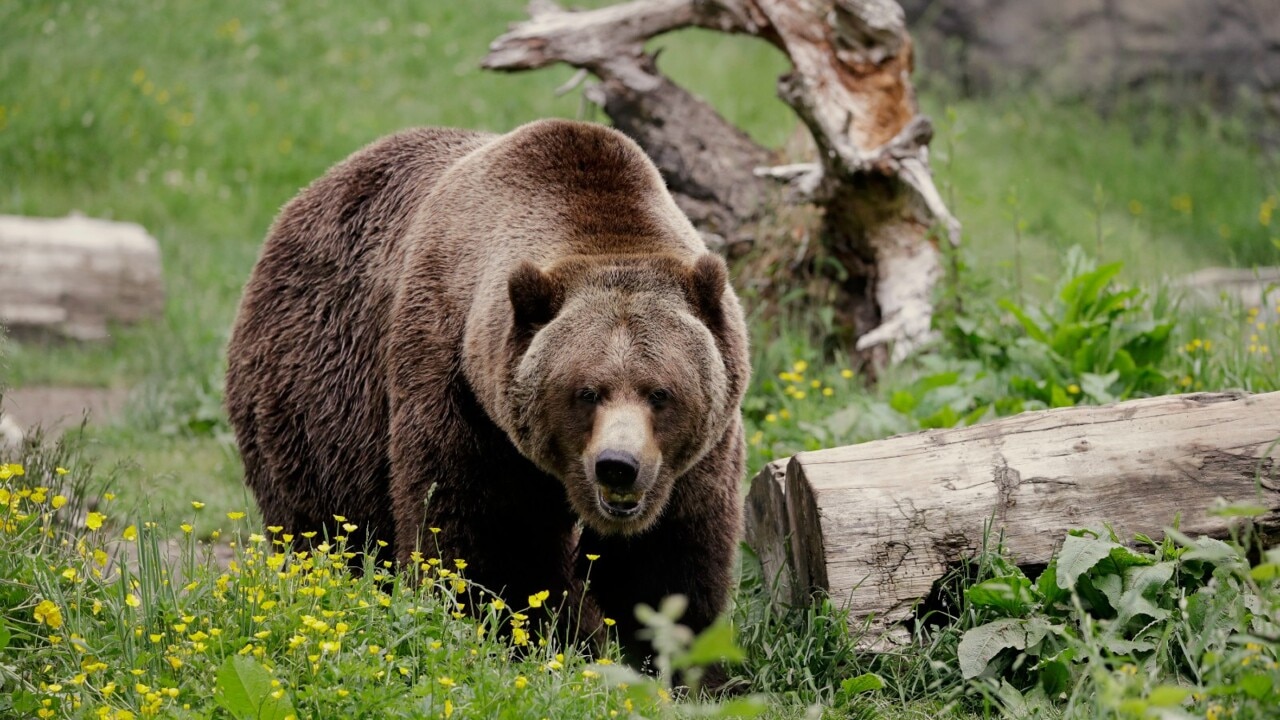 i was bitten bear attack victim