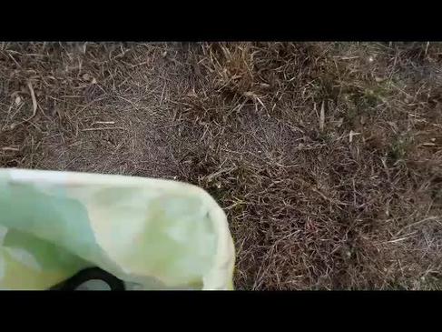 Eastern brown snake release, Gracemere