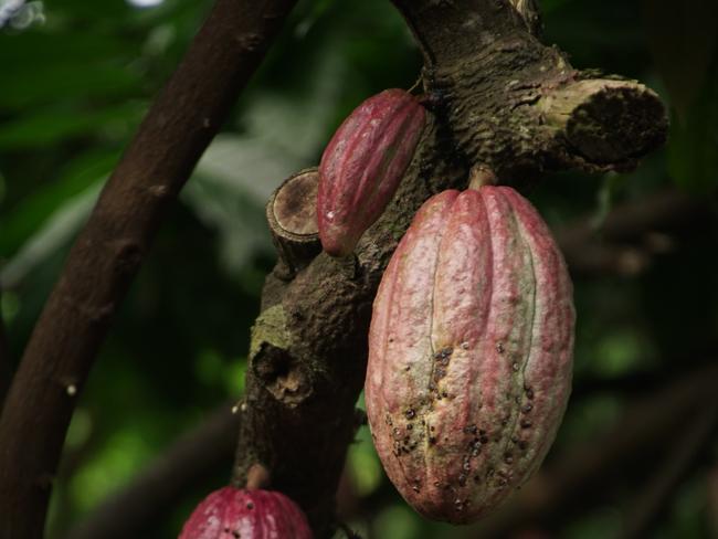 Three Cocoa pods. Picture: Unsplash