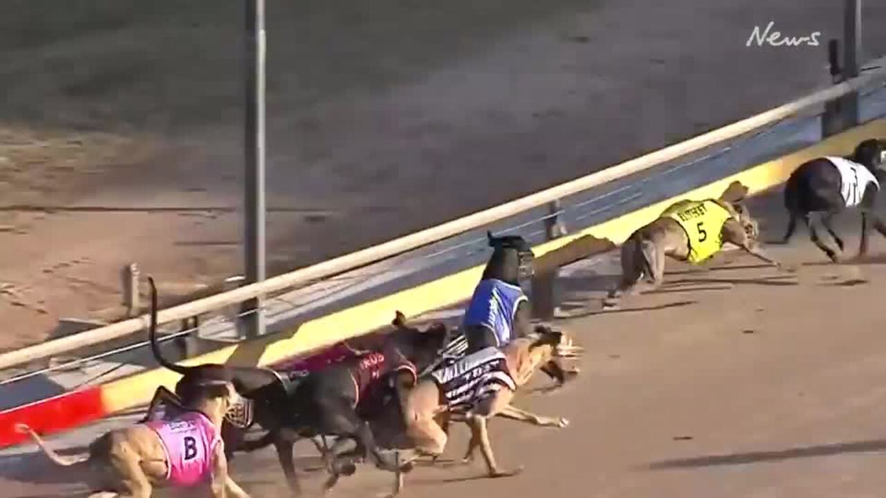 Four dogs collide on Dubbo race track