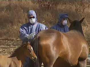 DEADLY VIRUS: A vaccine to protect horses against the hendra virus should be available by Christmas.