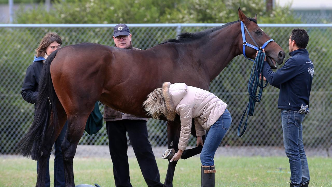 International Horse's @ Werribee