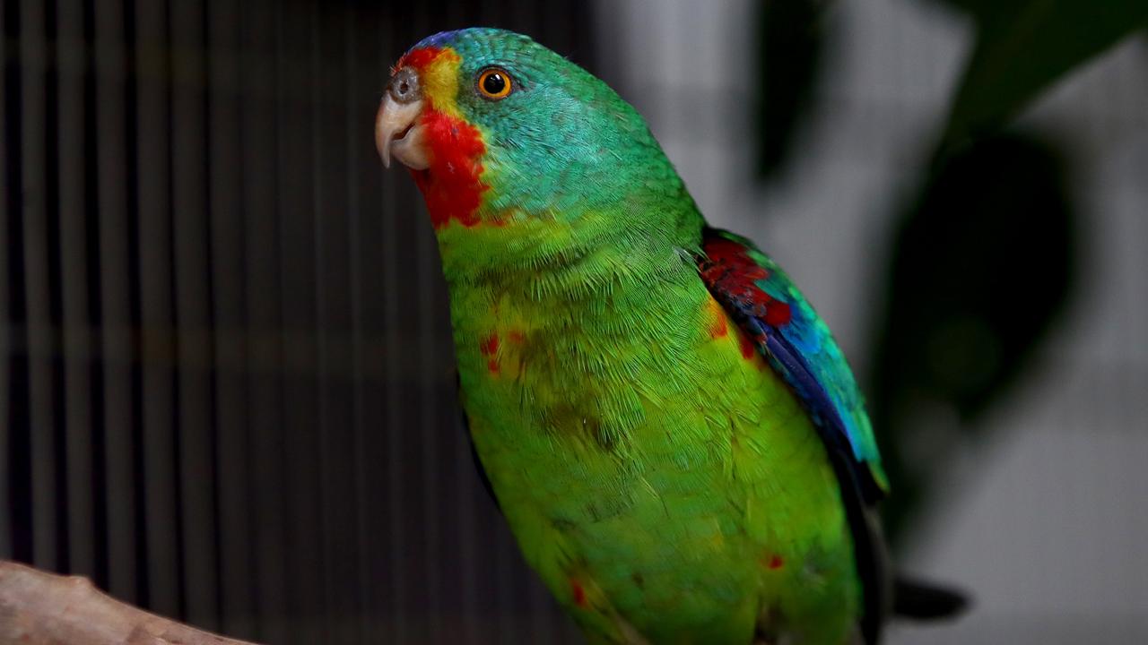 Among the eggs seized from the Tasmanian property are believed to be those of the critically endangered swift parrot. Picture: Toby Zerna