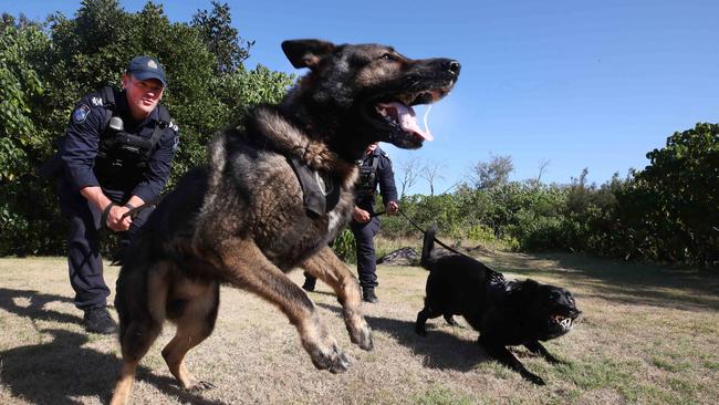 Senior Constables Ben Sawden and Joseph Alofipo with their dogs Chief and Bravo ready for action. Picture Glenn Hampson