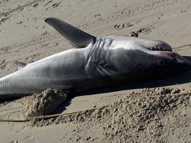 A male Great White shark has washed up on to Henley Beach this morning. Picture Casey Treloar/7NEWS