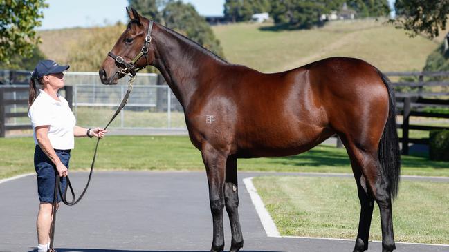 John Singleton purchased the I Am Invincible/Lucia Valentina filly and gifted Erin Molan a percentage to own it. Picture: Supplied