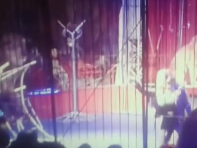 Live show ... Faten El-Helw (right) was filmed dancing and waving to the audience as the lion was crouched on a stool (bottom left corner). Picture: Ali Attia/YouTube