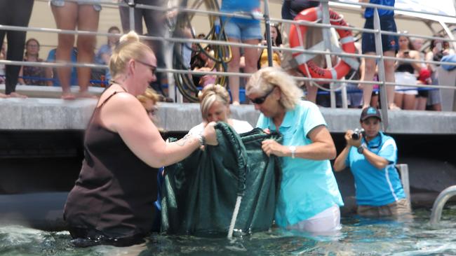 Family of the FV Dianne crew have released a rehabilitated turtle named after the sunken vessel. Dianne the green turtle is released off the Moore Reef pontoon by Jodie Bidner, vet Jo Sussex (obscured), Kay Bidner and Turtle Rehabilitation Centre co-founder Jennie Gilbert. PICTURE: BRENDAN RADKE