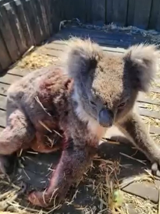 Koala injured during the logging. Picture: Supplied