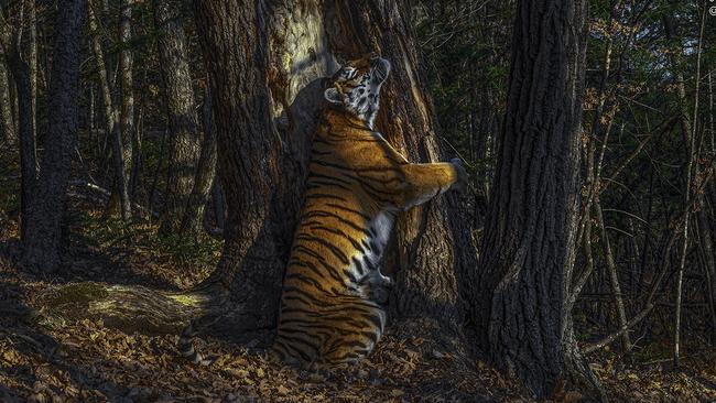 Wildlife Photographer of the Year shot by Sergey Gorshkov