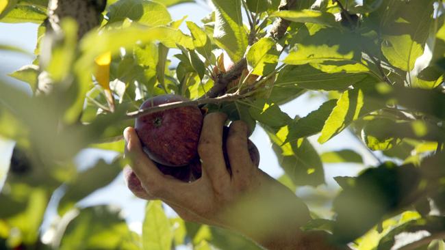 Photo Gallery BCM 07-03-2008 Hands on the job Backpackers picking fruits at Snowman Orchard at Thulimbah. Best season for apples in years. pic David Martinelli