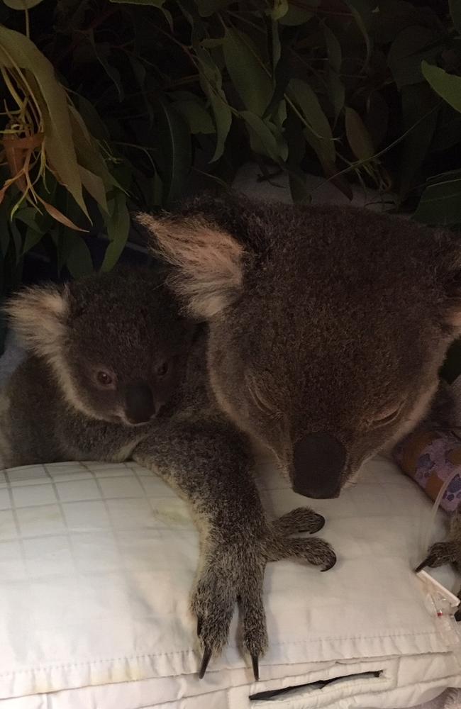 The mother koala protected her baby well. Picture: RSPCA Qld