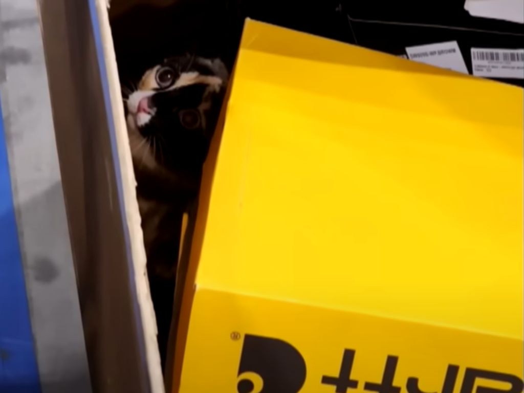 The moment cat Galena was found inside an Amazon box by an Amazon warehouse worker. Picture: Supplied