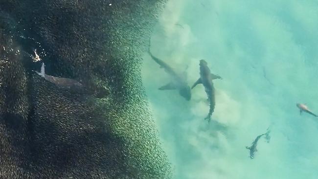 Dozens of the man-eaters in the WA waters. Pictures: Diimex / Sean Scott