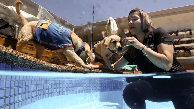 Assistance dog trainer Fran Diogo hits the pool with Ceejay and Indie in a pool at Cromer today. Picture: Justin Lloyd