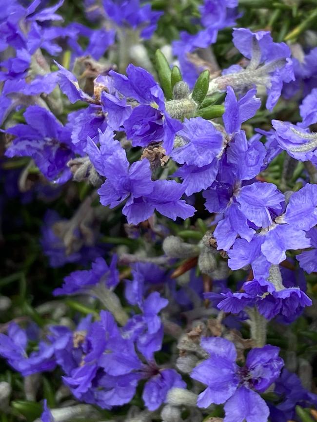 <i>Dampiera rosmarinfolia</i>, also known as rosemary dampiera.