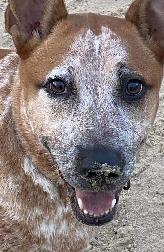 Nicole Freeman’s beloved dog Whitnail. Picture: Facebook/Nicole Freeman.