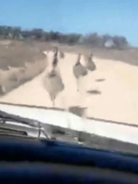 Sickening footage shows a mob of emus being deliberately mowed down while the driver filming the carnage laughed. Picture: Supplied