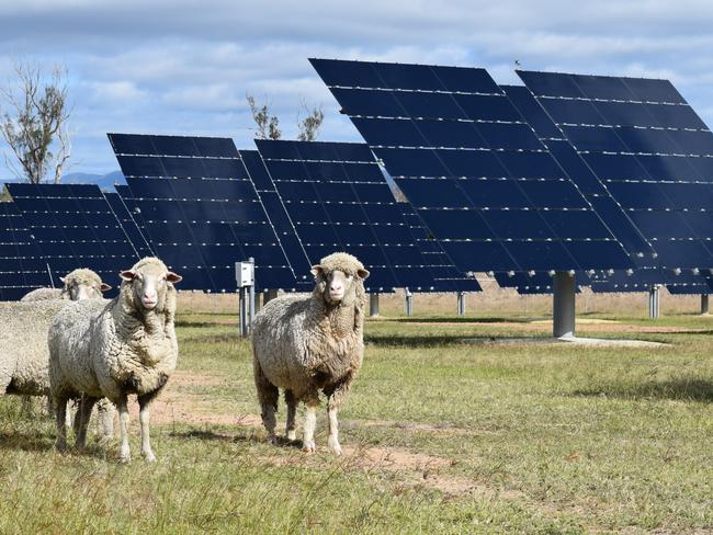 The University of Queensland has successfully piloted the integration of sheep grazing at  its working solar farm at Gatton about an hour west of Brisbane. (Supplied UQ)A small flock of sheep is helping University of Queensland (UQ) scientists to cut the cost of operating Australia's largest solar research facility.