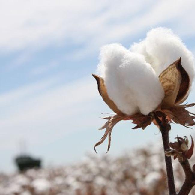 The cotton industry is warning farmers to be cautious of spray drift. Picture: Supplied