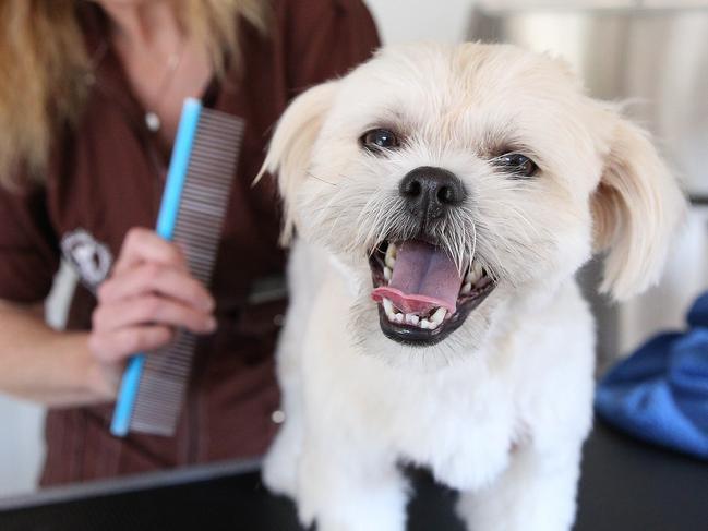 Bruno the dog. Stanhope Gardens homepreneur Stefanie Kratochwille who has just started her own dog grooming business called Steffi's Grooming.