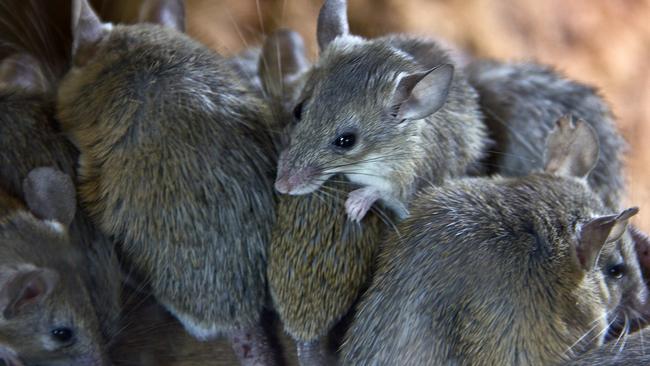 Mouse plagues have caused devastation in Australia this year, particularly in NSW. Picture: iStock