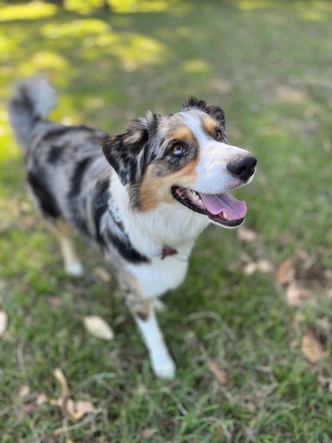 Echo, Burleigh Waters. She is the dog that has to greet everyone and say hello. She loves tummy rubs and loves children