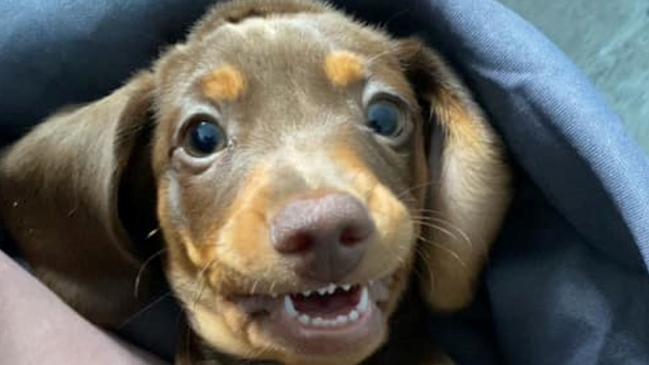 Milo the Mini Dachshund places 2nd in Roma's cutest dog for 2023 competition. Picture: Supplied.