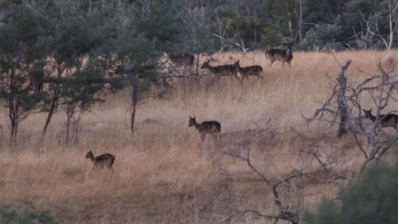 Fallow deer returning to the hills to sleep after grazing in the fields of a Tasmanian Midlands farm.