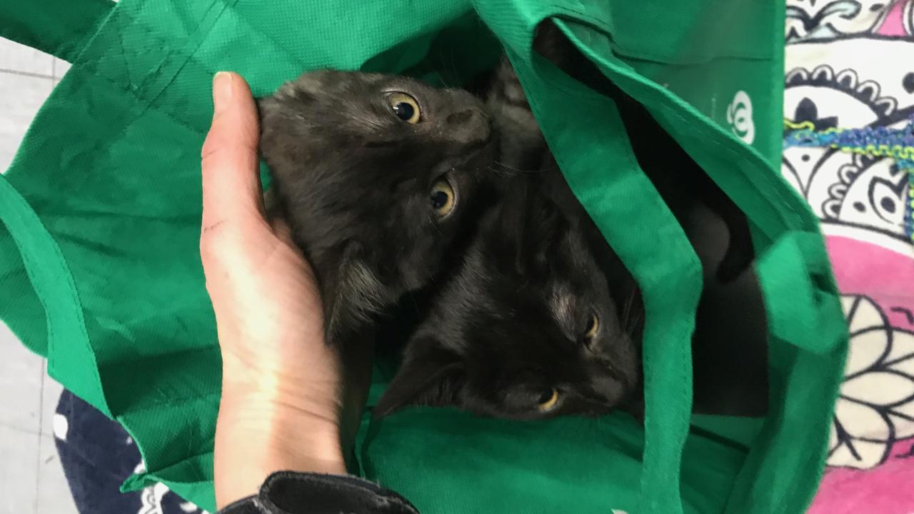 Dumped Kittens Found Outside Rspca Lonsdale Shelter The Advertiser 