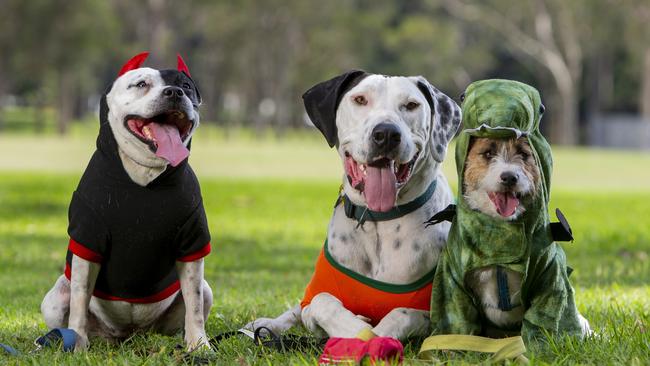 There were more than 67,000 dogs registered on the Gold Coast last year. Picture: Jerad Williams