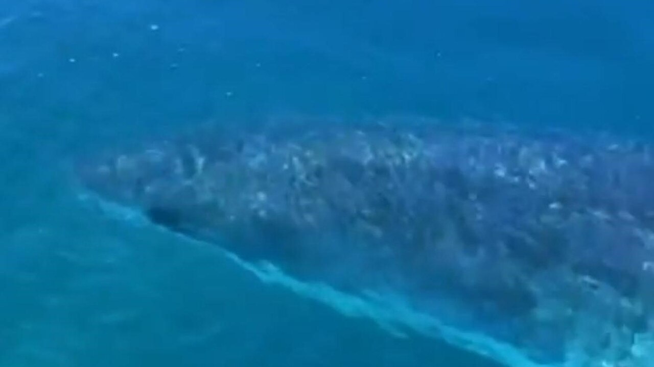 A surfer searching for the victim was circled by a monster 4m shark, believed to be responsible for the attack. Picture: 7 News