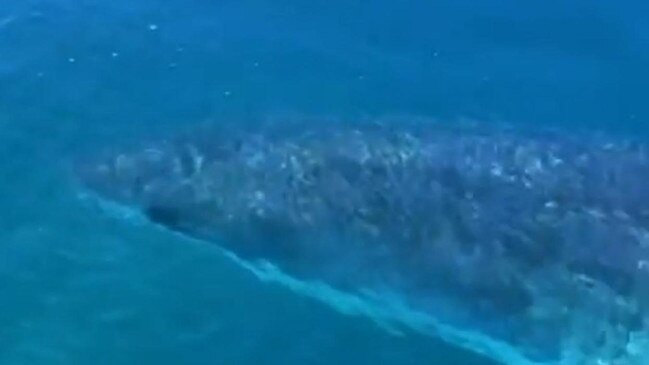 A surfer searching for the victim was circled by a monster 4m shark, believed to be responsible for the attack. Picture: 7 News