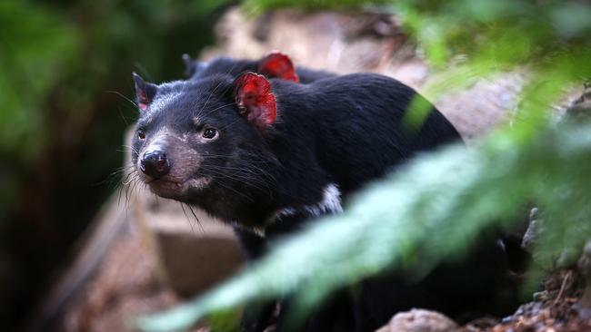 A tourist tax could be used to fund research to save the Tasmanian devil. Picture: SAM ROSEWARNE