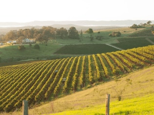 Adelaide Hills vineyard. Image: iStock
